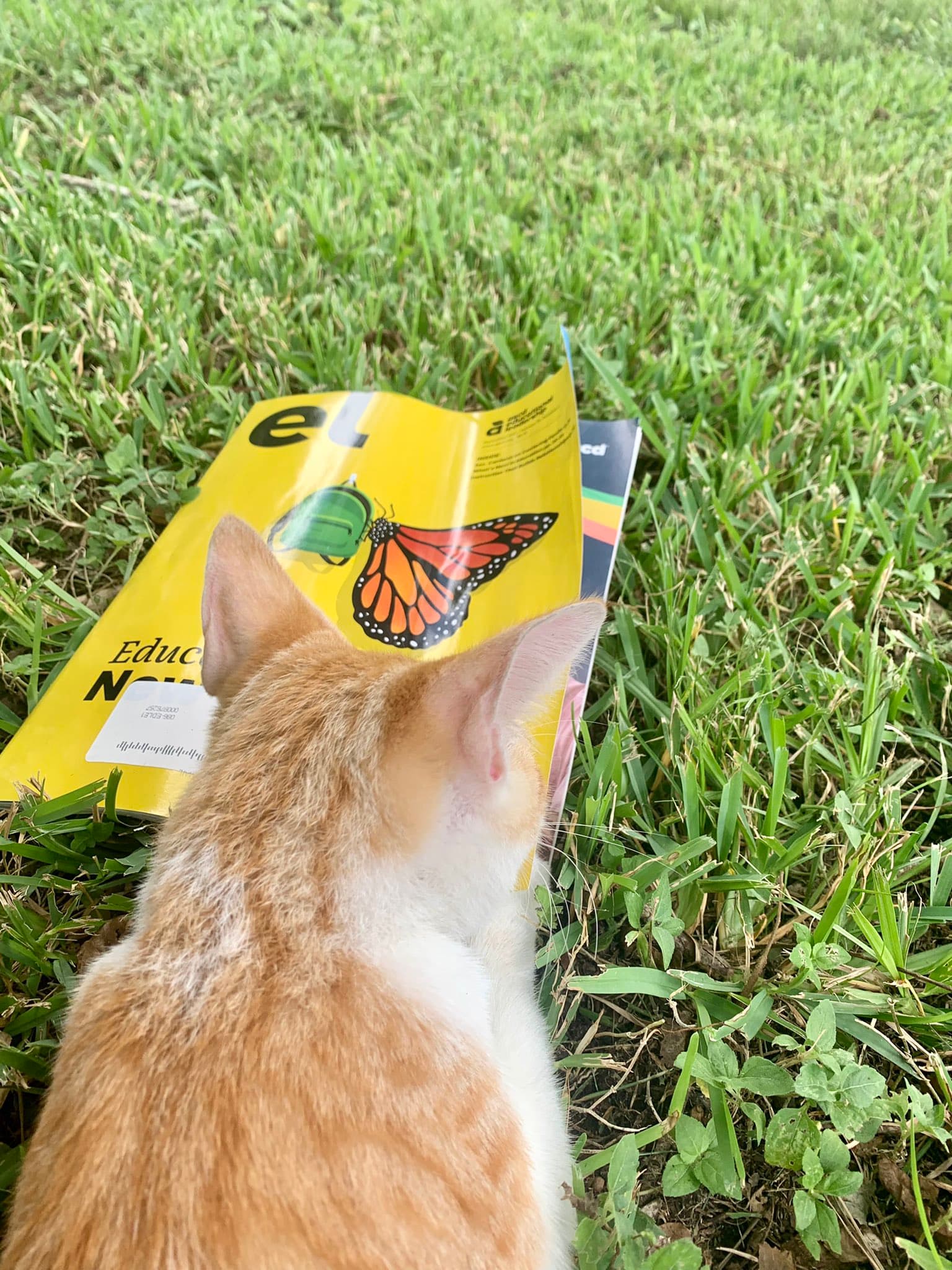 kitty valentina