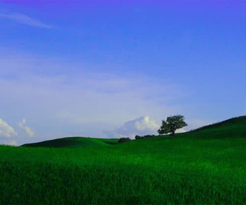 el2008summer heysetree-w